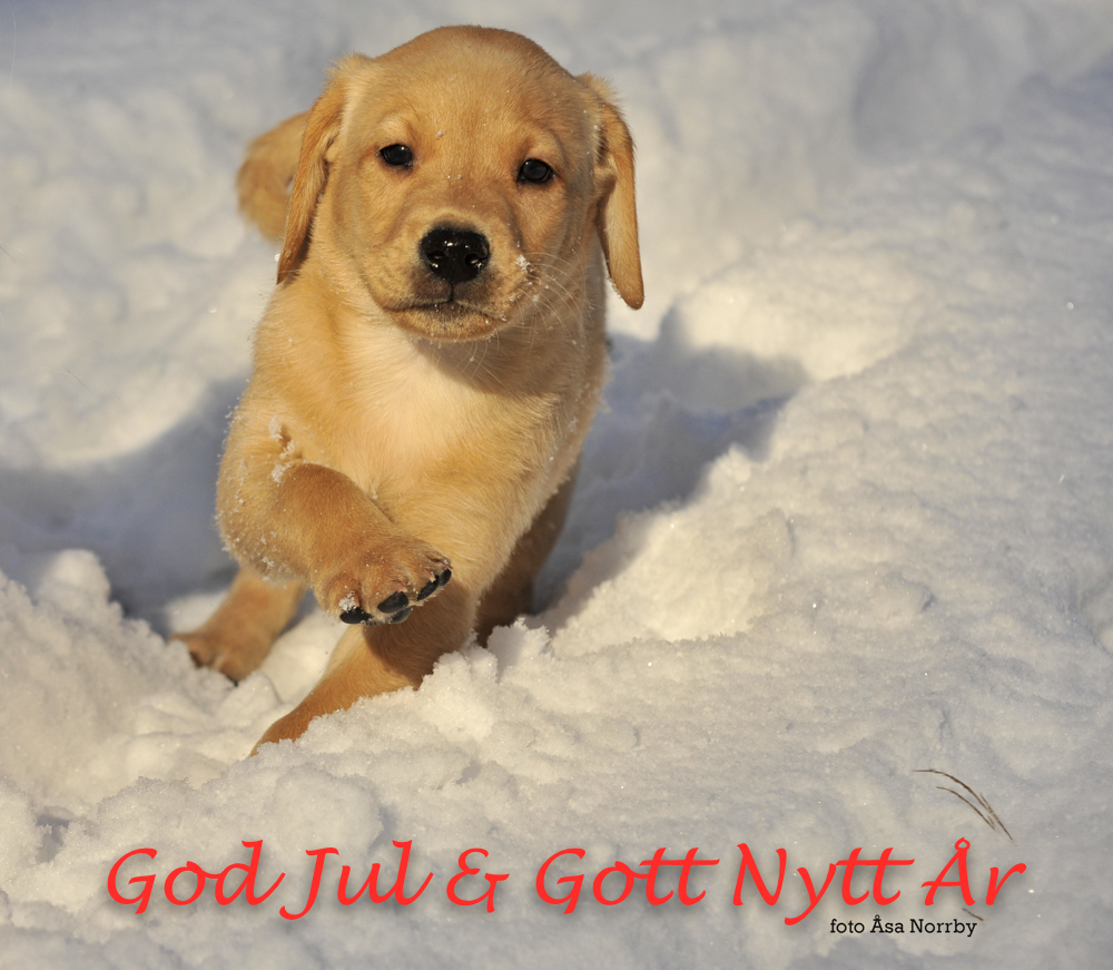 God Jul och Gott Nytt År!