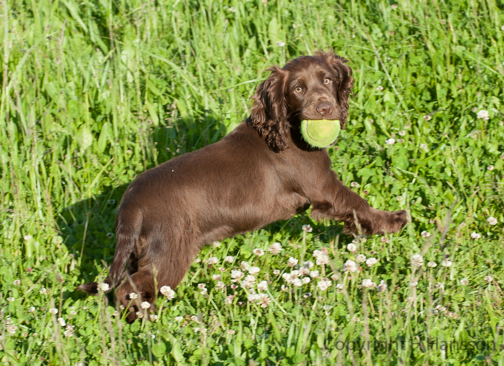 Cocker valp apporterar