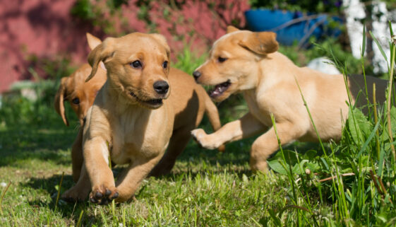 Ny kennel Ny kennel