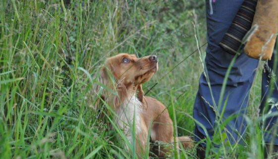 Att registrera sin hund Att registrera sin hund