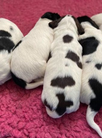 Spanielvalpar som ligger tätt intill varann