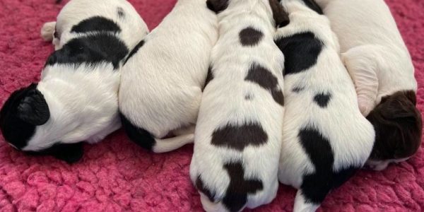 Spanielvalpar som ligger tätt intill varann Spanielvalpar som ligger tätt intill varann