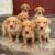 Labradorvalpar
