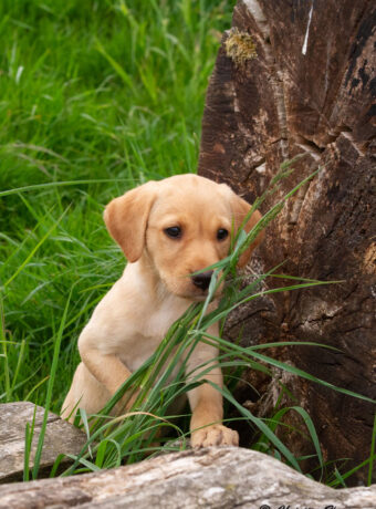 Labradortiken Flamma 8 veckor