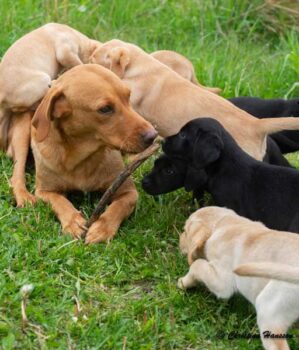 Labradorvalpar, alltid lika bedorande