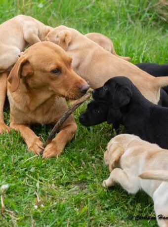 Labradorvalpar, alltid lika bedorande