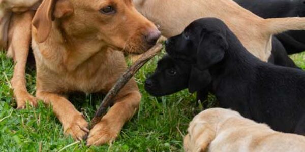 Labradorvalpar, alltid lika bedorande